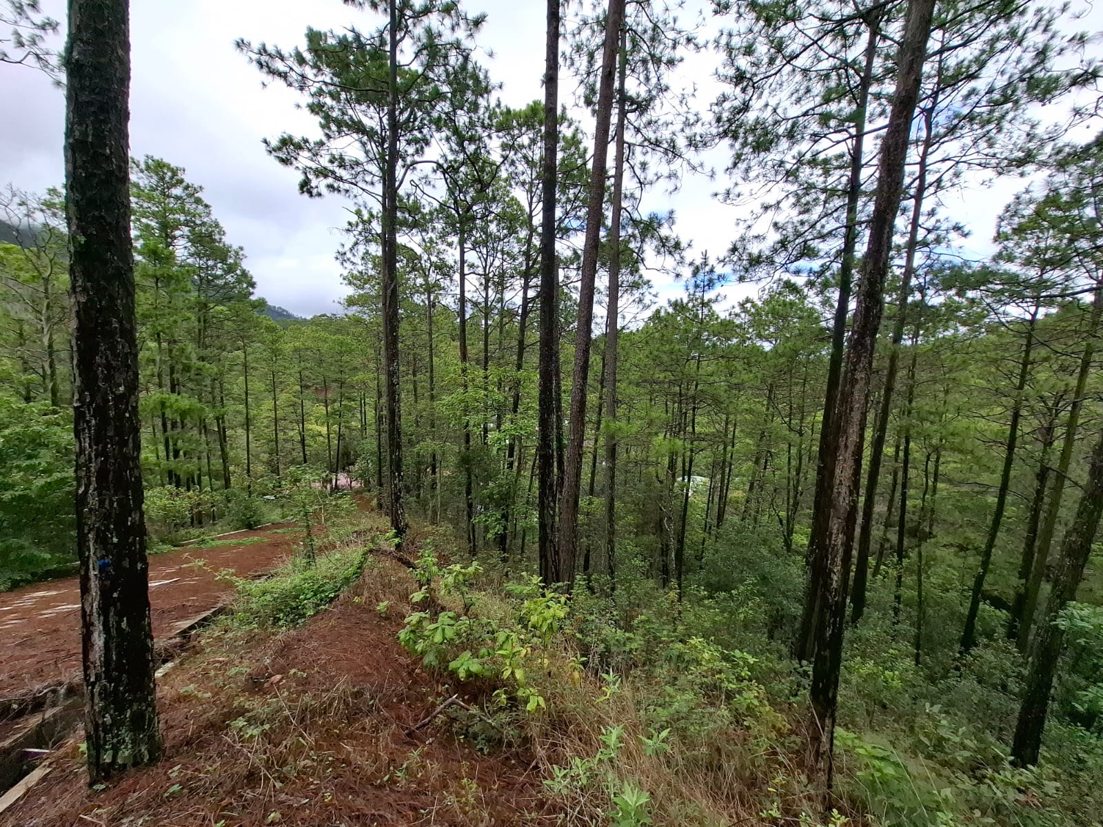 VALLE DE ÁNGELES, FRANCISCO MORAZÁN